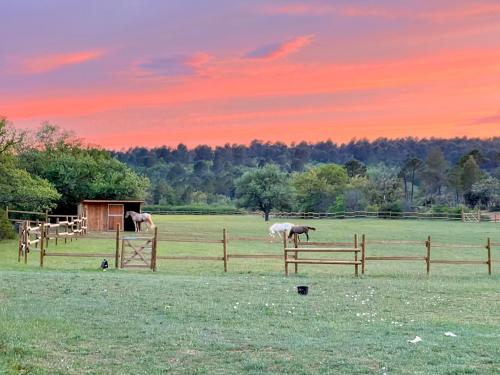 deux chevaux paissant dans un champ derrière une clôture dans l'établissement La cabane de babarot, à Aups
