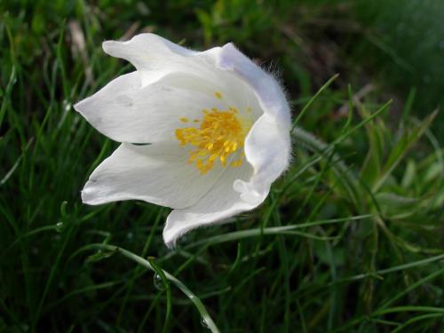 a white flower with a yellow center in the grass at Lodge am Krippenstein in Obertraun