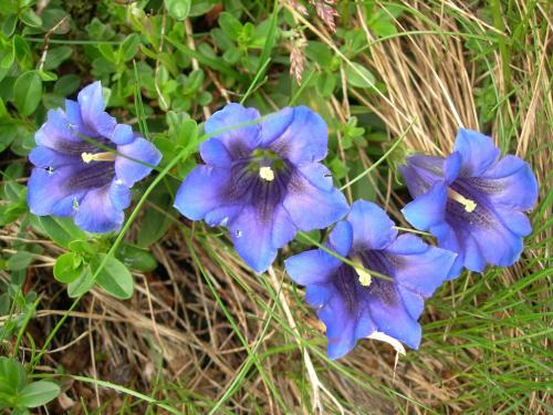 a group of blue flowers in the grass at Lodge am Krippenstein in Obertraun