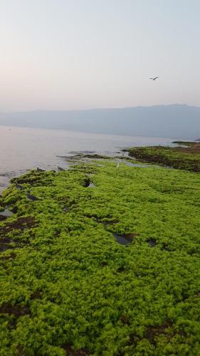 an open field with green plants and water at استراحه الولايه in Salalah