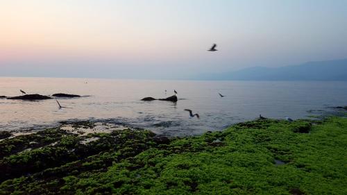 塞拉萊的住宿－استراحه الولايه，一群鸟飞过水体