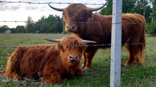 two brown cows sitting in a field behind a fence at Zagroda Jakubka in Myszyniec