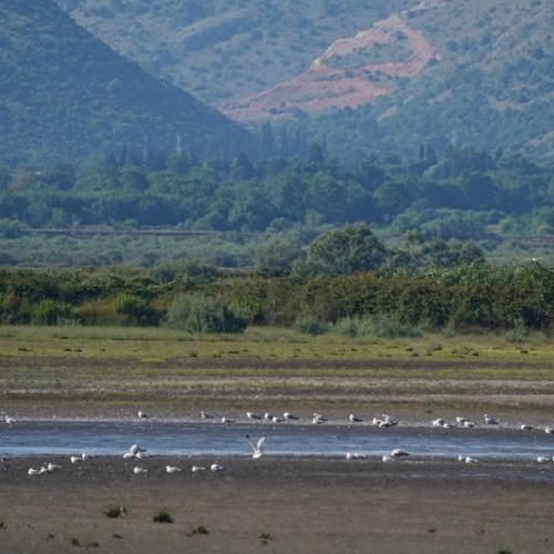a herd of animals standing in a field next to a river at Salinas Nest - Ulcinj Stoj Ada Bojana in Ulcinj