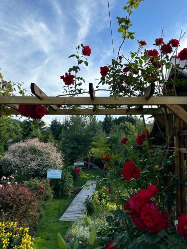 a wooden pergola in a garden with red roses at Mr. Sowa Sokolec in Ludwikowice Kłodzkie