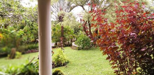 a garden with a tree with red leaves at SCHUMANN'S RESORT & PARK in Alto Boquete