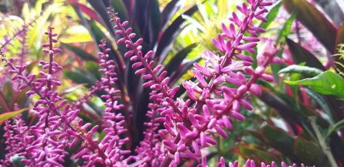 a group of purple plants with purple flowers at SCHUMANN'S RESORT & PARK in Alto Boquete