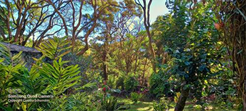 a garden with trees and plants on a hill at SCHUMANN'S RESORT & PARK in Alto Boquete