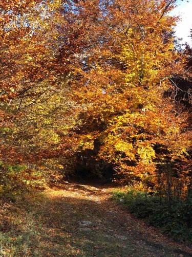 a group of trees with orange and yellow leaves at Villa Rivus in Sarajevo