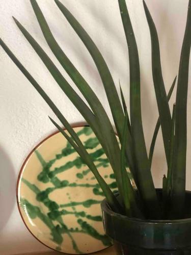 a green potted plant sitting on top of a table at Casa Tranquila Barrada in Alcoutim