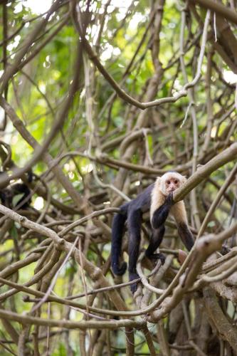 a monkey is sitting on a tree branch at Hotel Nya in Montezuma