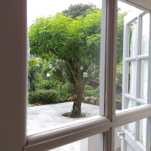 an open window looking out at a tree at SCHUMANN'S RESORT & PARK in Alto Boquete
