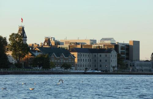 a group of birds swimming in the water in front of a city at Holiday Inn Kingston - Waterfront by IHG in Kingston