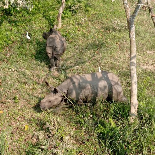 a rhino laying in the grass in a field at Tiger Residency Resort in Sauraha