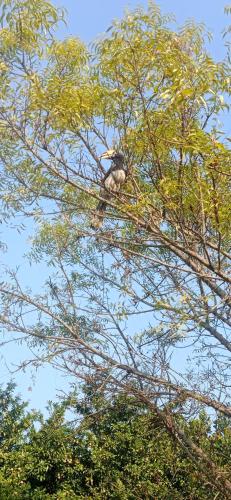 a bird sitting in the top of a tree at Tiger Residency Resort in Sauraha