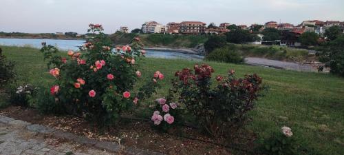 a group of roses in a field next to a river at Family Hotel Mimosa in Tsarevo