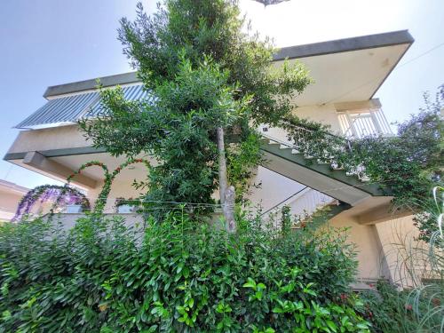 un arbre sur le côté d'un bâtiment dans l'établissement Casa di Sofia, à Castellana Grotte