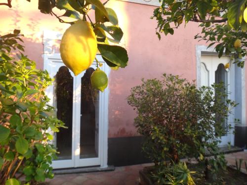 Zahrada ubytování Casa Albini
