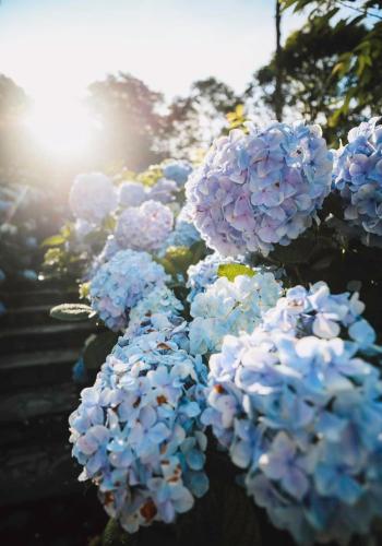 a bunch of blue and white flowers on a tree at Mountain Lodge in Taimali