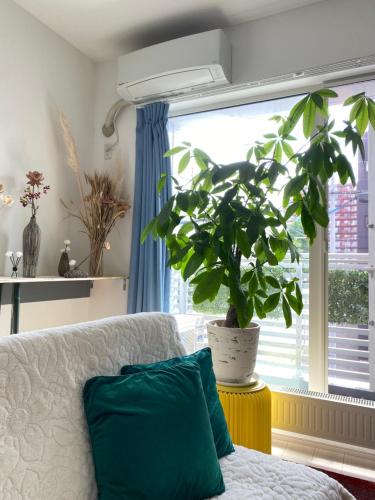 a living room with a couch and a plant in a window at Arts Candy Sapporo-Villa Nakajima in Sapporo