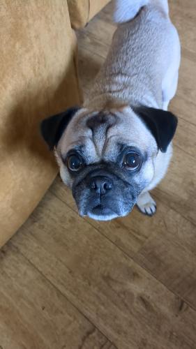 a small pug dog is looking up at the camera at Small but bright single room not far from City Centre in Leicester