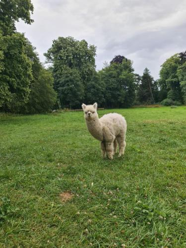 ein Schaf, das auf einem Grasfeld steht in der Unterkunft Chateau Humieres Coach House in Humières