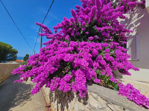 un montón de flores púrpuras colgando de una pared en Silba Belvedere (2) 45m from the beach, en Silba