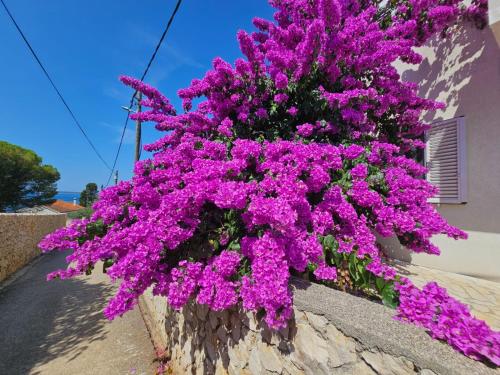 Un mucchio di fiori viola appesi a un muro di Belvedere a Silba (Selve)