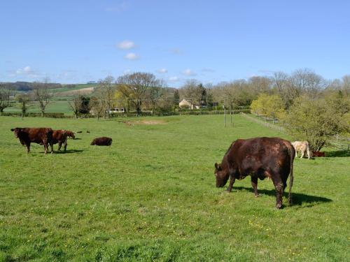 a group of cows grazing in a field of grass at Burghley Barn - Uk44744 in Tetford