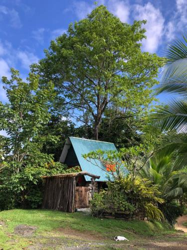 a small house with a blue roof next to a tree at Ocean View rustic cabin in the jungle by the surf in Pavones