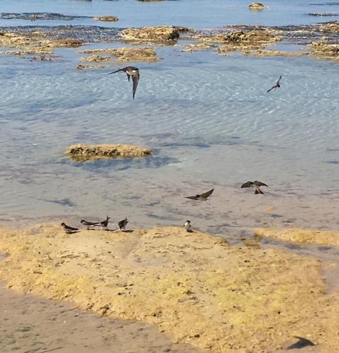 a group of birds flying over the water on the beach at U Curtigliu apartment in Realmonte