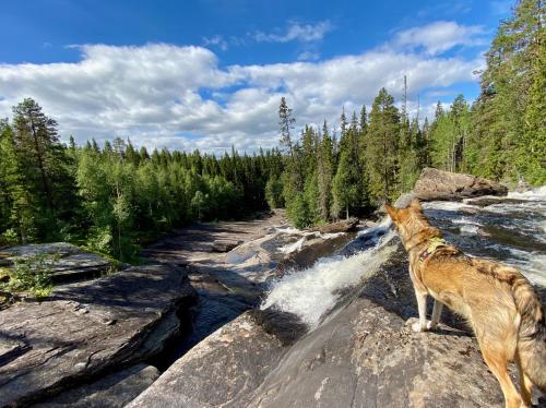 a dog standing on a rock looking at a waterfall at Vildmarksgård Lillviken in Strömsund
