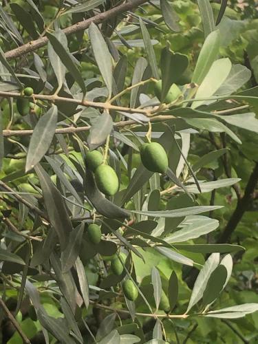 a branch of a tree with green fruits on it at Giuditta FreeCarPark&Garden in Domodossola