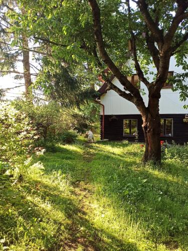 a house with a tree in front of a yard at GÓRNA VIBES in Jugowice