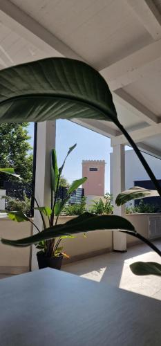 uma grande planta verde sentada em cima de uma mesa em Thalassa Rooms em Avola
