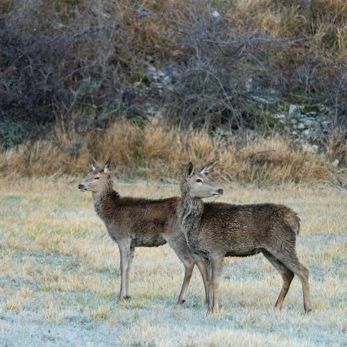 two deer standing next to each other in a field at Terrae Eremis: Ristorante, Bar, B&B in Roccamorice