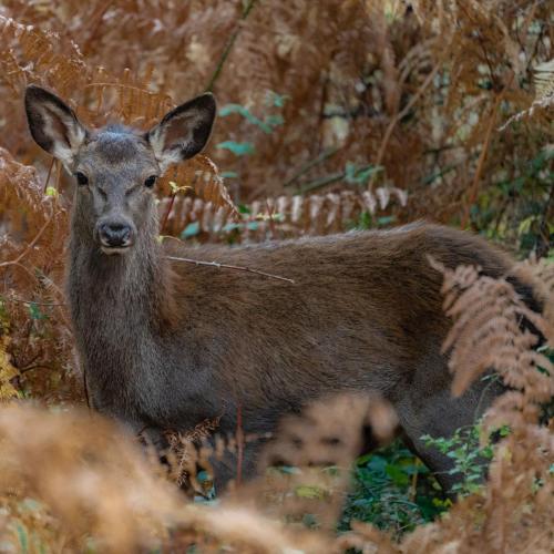 a brown deer standing in the woods at Terrae Eremis: Ristorante, Bar, B&B in Roccamorice