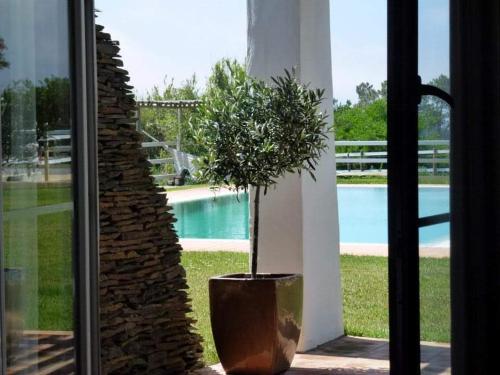 a plant in a pot next to a window at SeteQuintas in Zambujeira do Mar