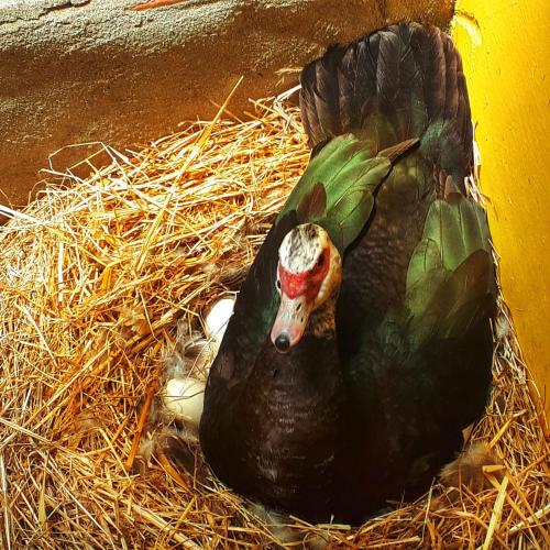 a fake duck sitting in a nest of hay at SeteQuintas in Zambujeira do Mar