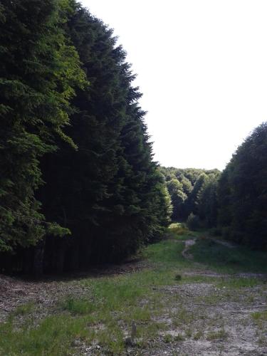 a path through a forest with trees on either side at Hotel Italia Abbadia in Abbadia San Salvatore