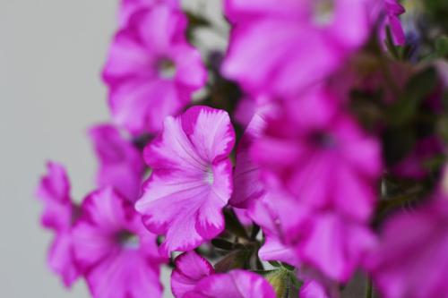 a bunch of pink flowers in a bush at Agriturismo la Concezione in Castiglion Fibocchi