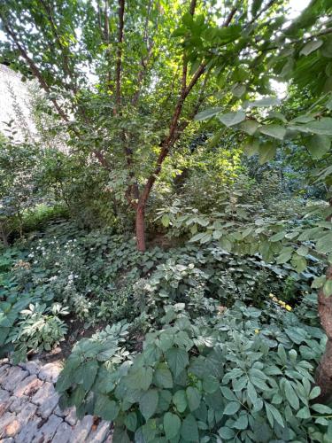a garden with green plants and a tree at Lovely home in Osh