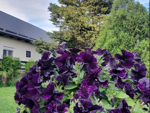 a bush of purple flowers in front of a house at Afrodita apartment in Vrdnik