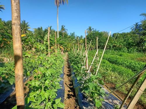 Сад в Kampung B&B Homestay