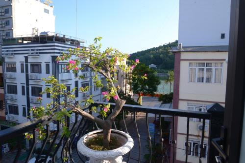 un bonsaï dans un pot sur un balcon dans l'établissement Việt Hoàng Hotel Hạ Long, à Hạ Long