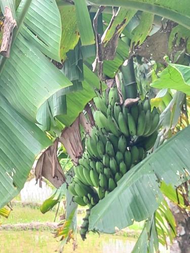 a bunch of green bananas hanging from a banana tree at Riverside Homes in Deorāli