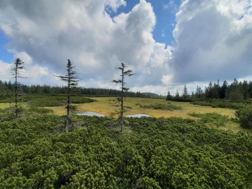 a group of trees in a field with a pond at Velký apartmán Cihlarka in Cerny Dul