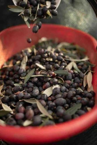 a red bowl filled with black beans and leaves at Peaceful Luxury Farmhouse - Stunning Alps Views in Saluzzo