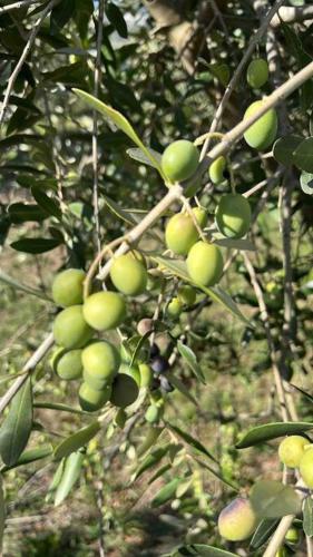 a bunch of green fruit hanging from a tree at Peaceful Luxury Farmhouse - Stunning Alps Views in Saluzzo