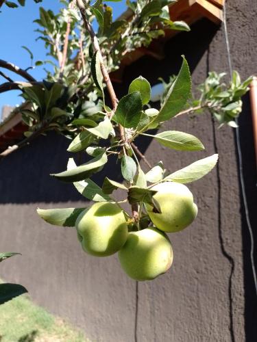 a bunch of green apples hanging from a tree at Casa Villa Alba Carpinteria in Carpintería