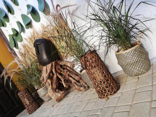 a group of potted plants sitting next to a wall at Rhodes Youth Hostel in Rhodes Town